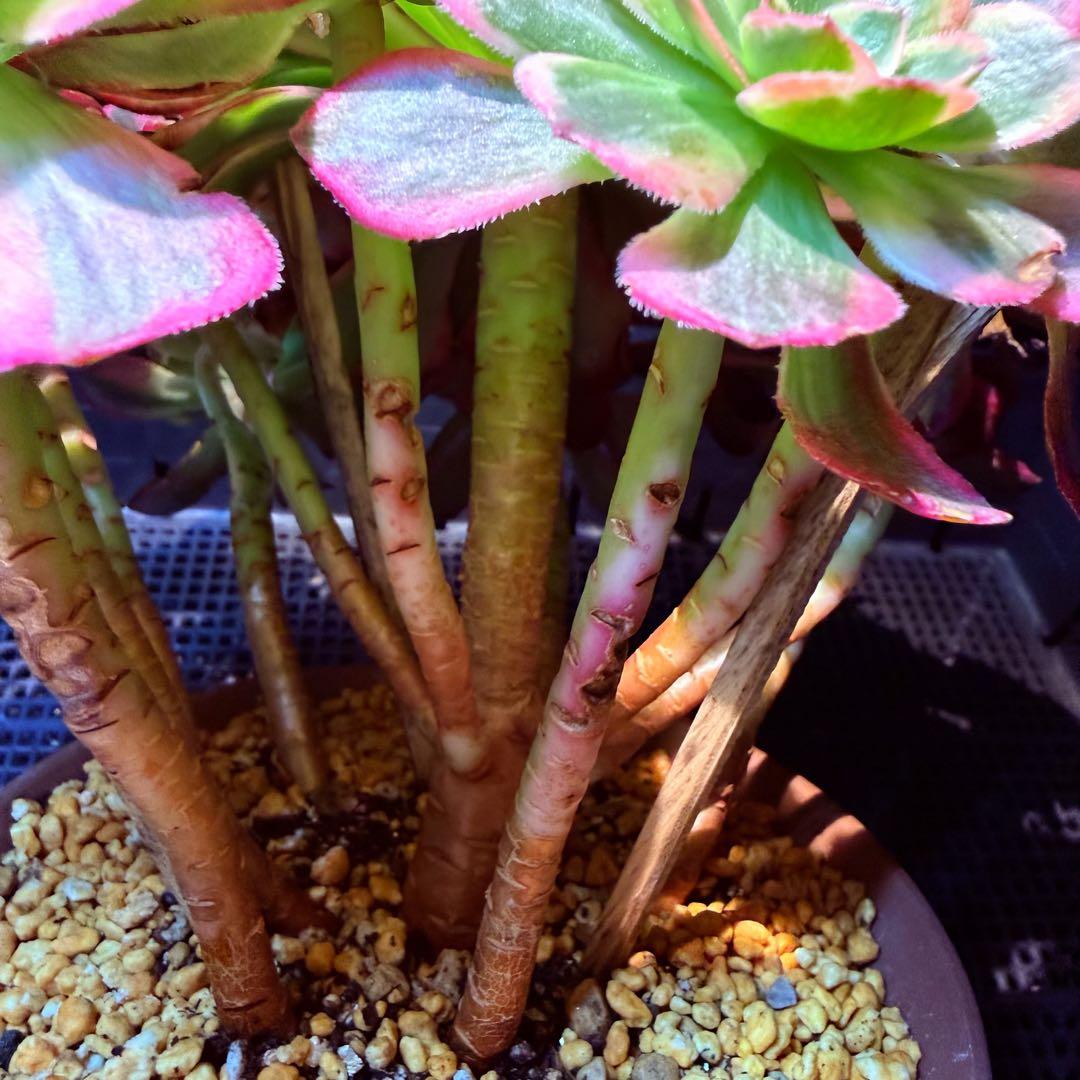 超レア新品種　アエオニウム　スカーレットハート錦　法師錦　(大品)