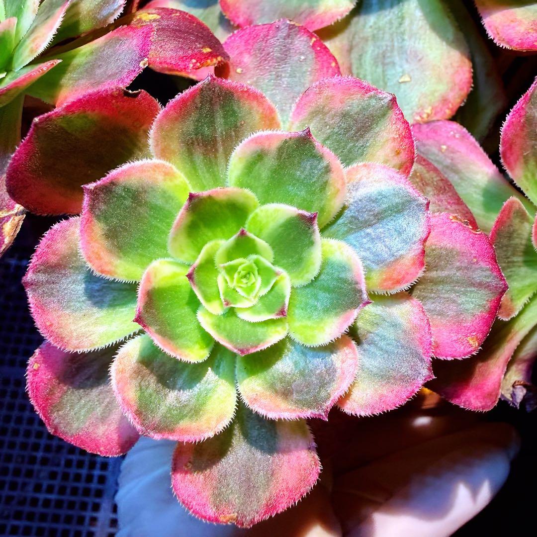 超レア新品種　アエオニウム　スカーレットハート錦　法師錦　(大品)