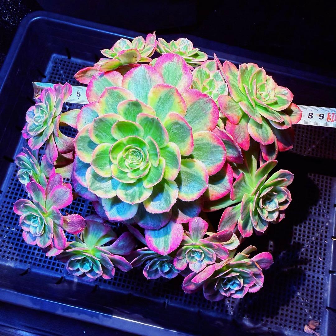 超レア新品種　アエオニウム　スカーレットハート錦　法師錦　(大品)