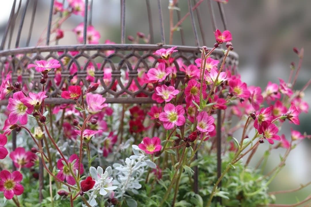 セール！クマモソウウの鳥籠の寄せ植え
