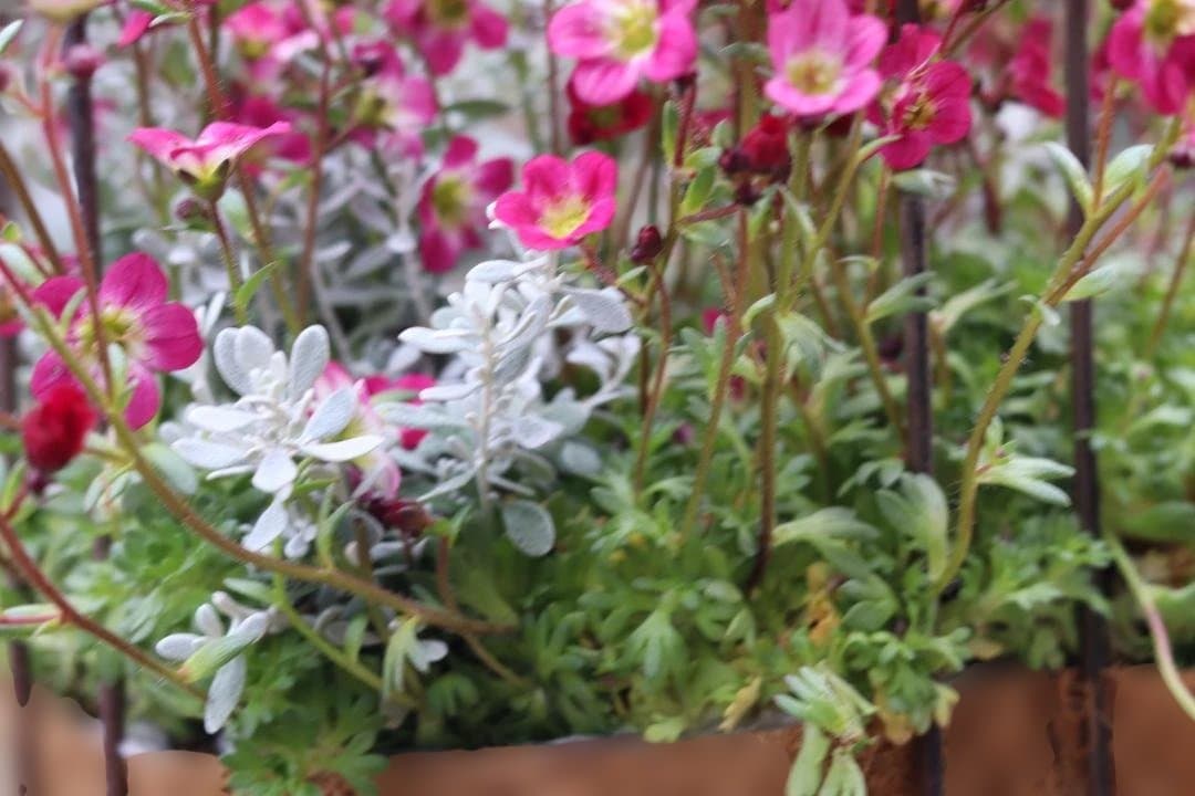 セール！クマモソウウの鳥籠の寄せ植え