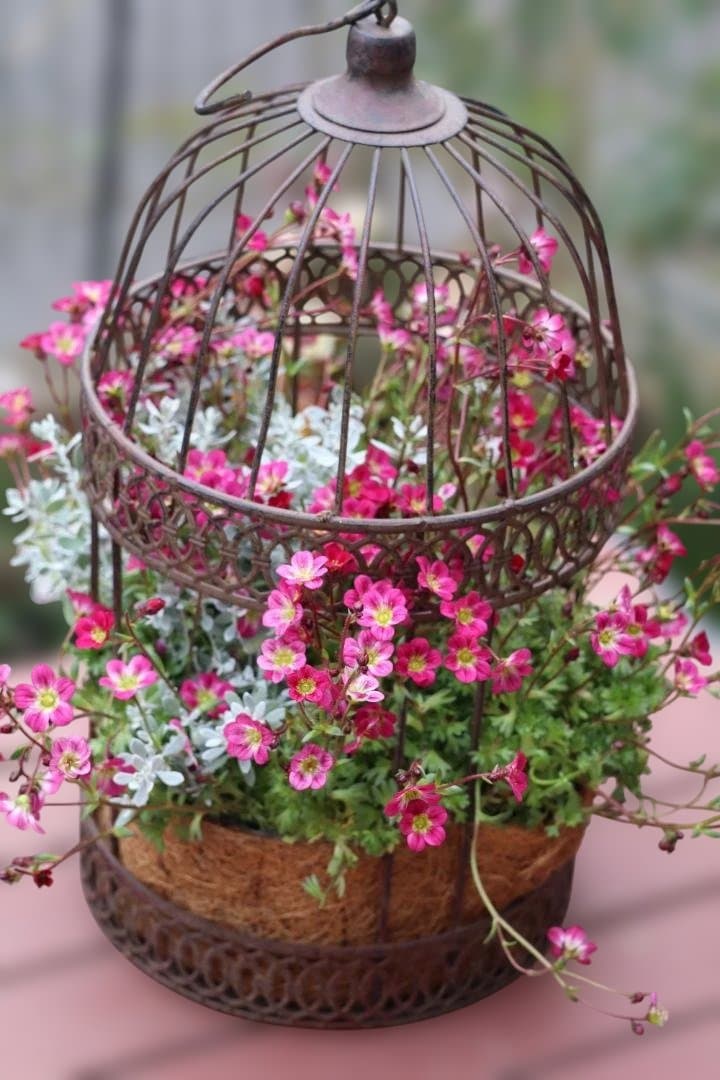 セール！クマモソウウの鳥籠の寄せ植え
