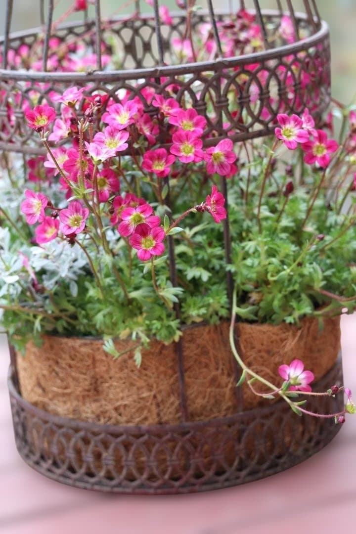 セール！クマモソウウの鳥籠の寄せ植え