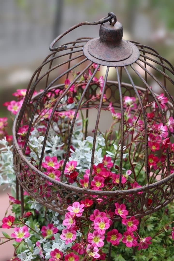 セール！クマモソウウの鳥籠の寄せ植え