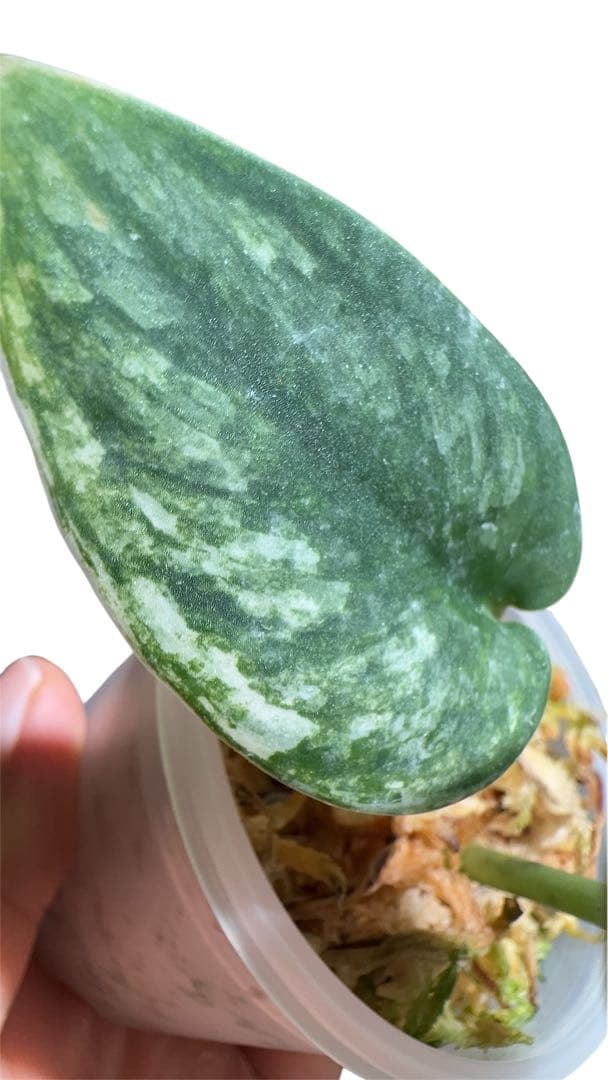 Scindapsus JJB ジャングジャングブイ