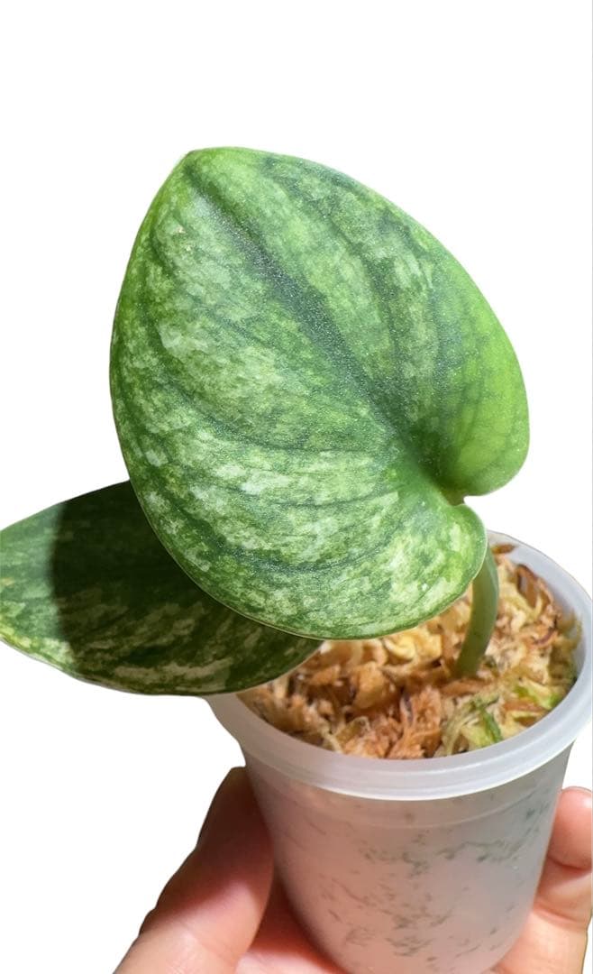 Scindapsus JJB ジャングジャングブイ