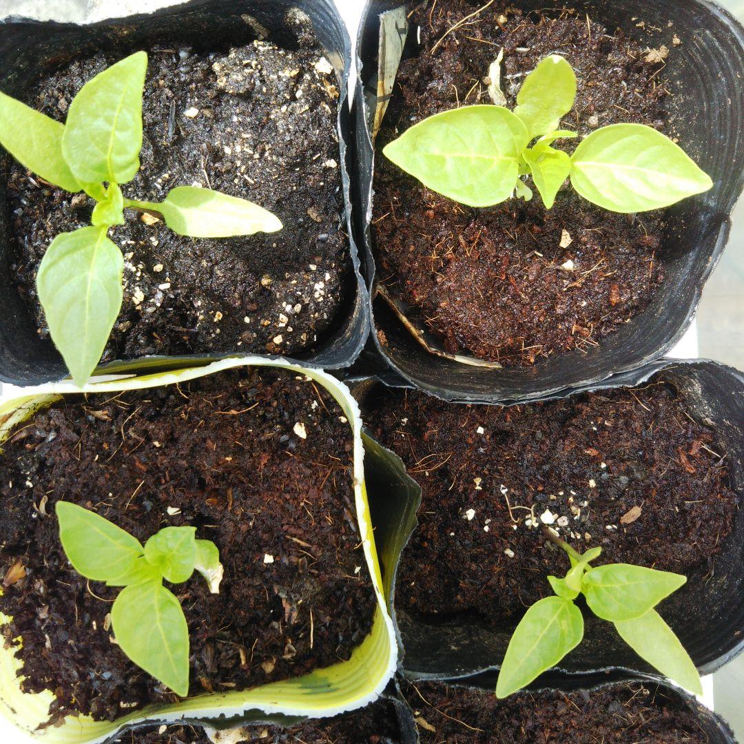 苗ご相談ページ