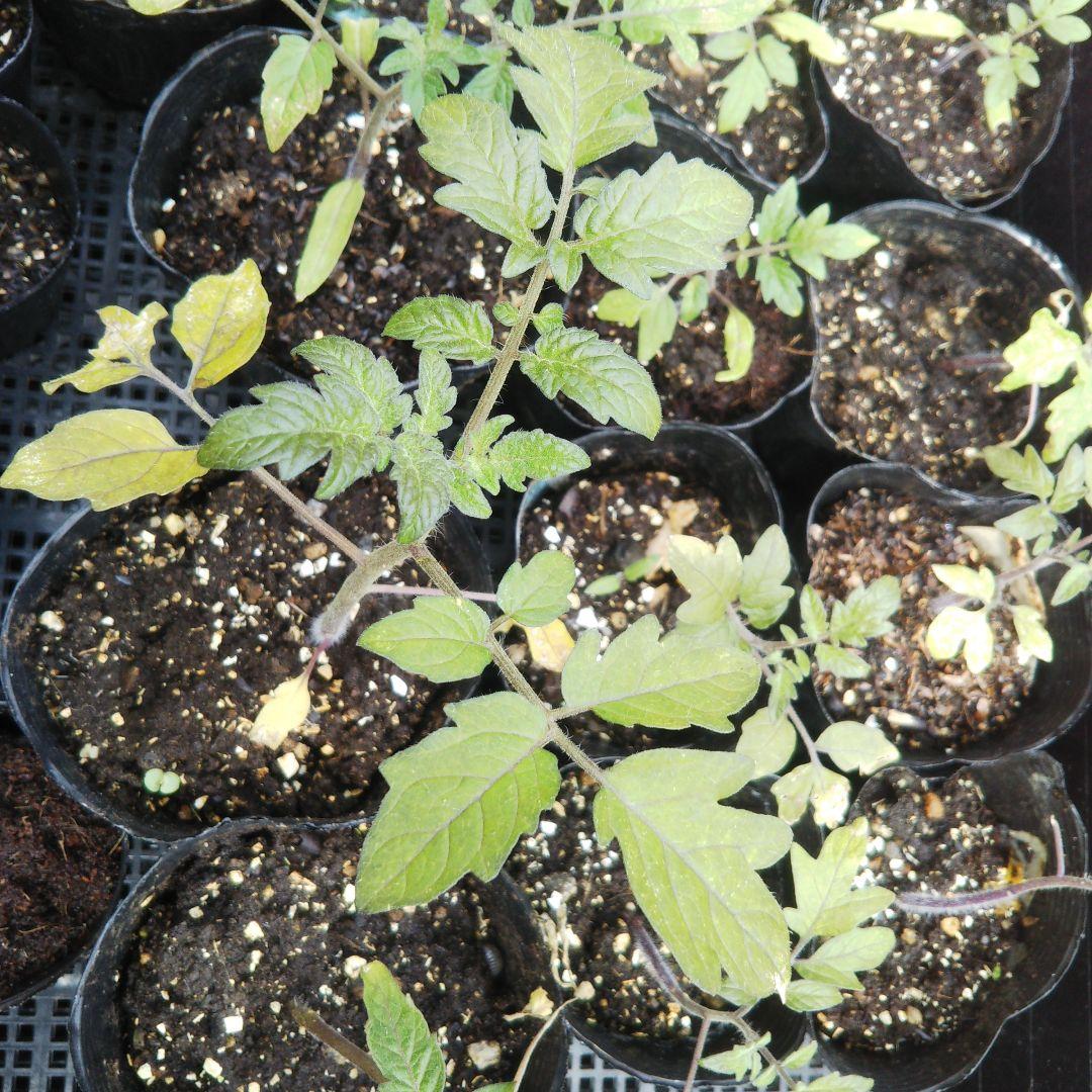 苗ご相談ページ