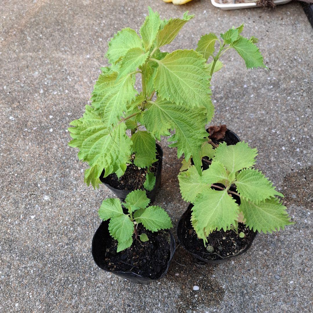 苗ご相談ページ