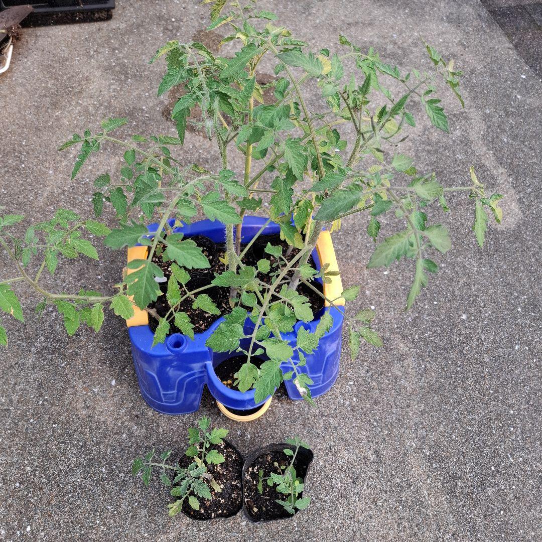 苗ご相談ページ