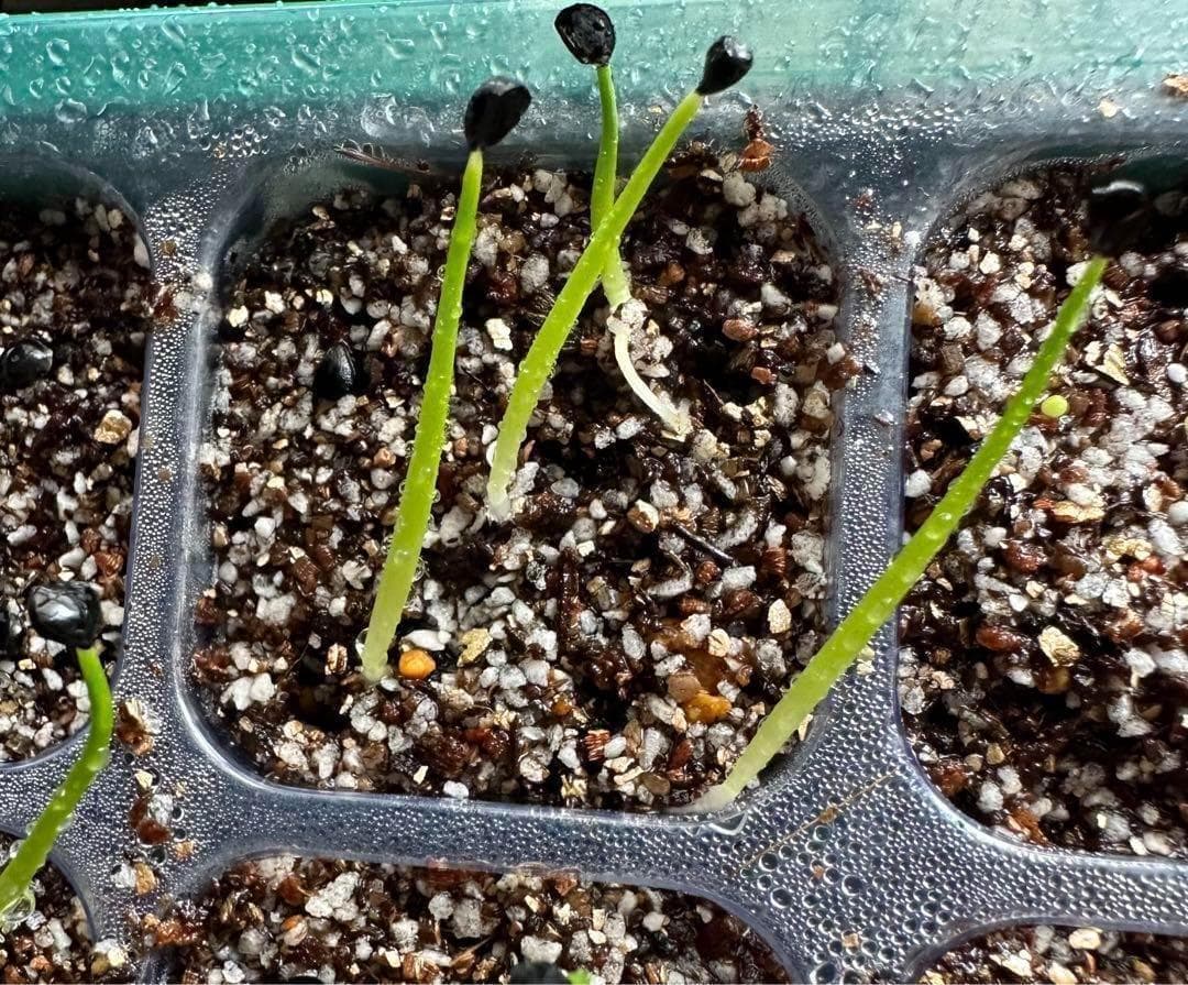 LUTE陽炎エボリスピナ種子30粒