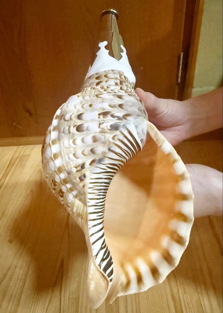 コンパクト修験道法螺貝　山伏　密教　魔除け　熊よけ❣️