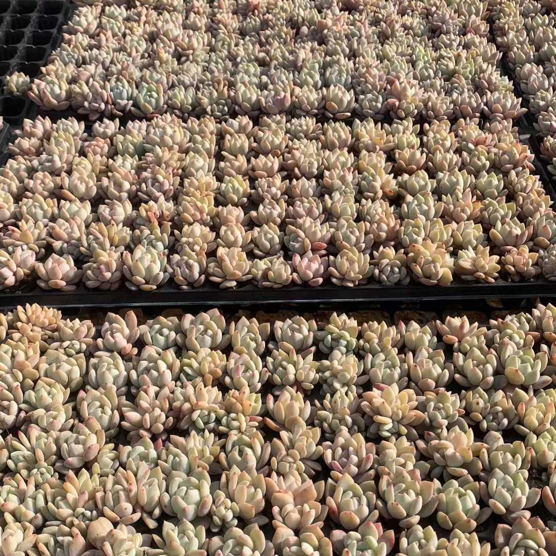 Top【選抜株】多肉植物　25466オレンジモンロー　105個　プラグトレー苗