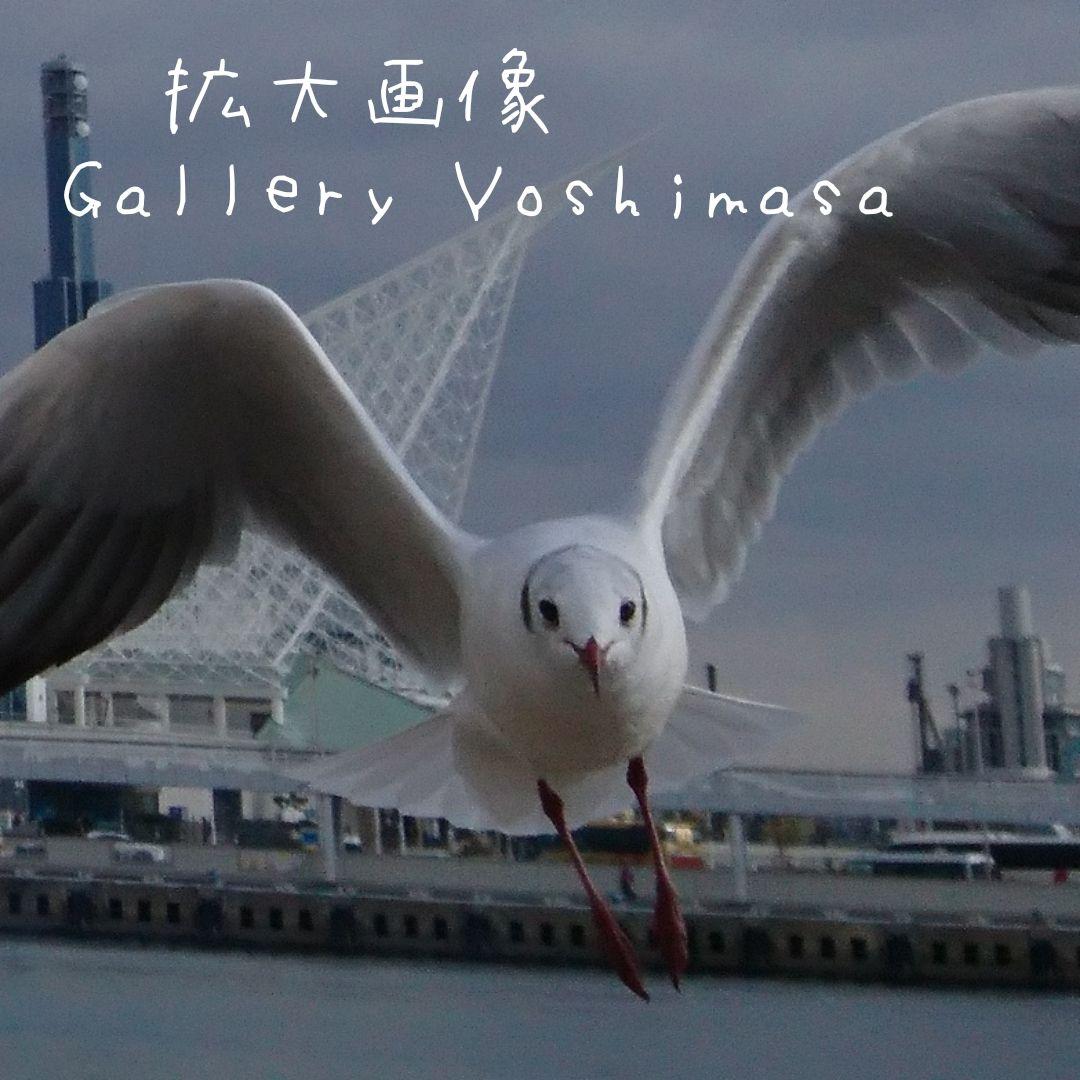 みなと神戸に咲く華 「ユリカモメ」 A3サイズ光沢写真横  写真のみ  送料無料