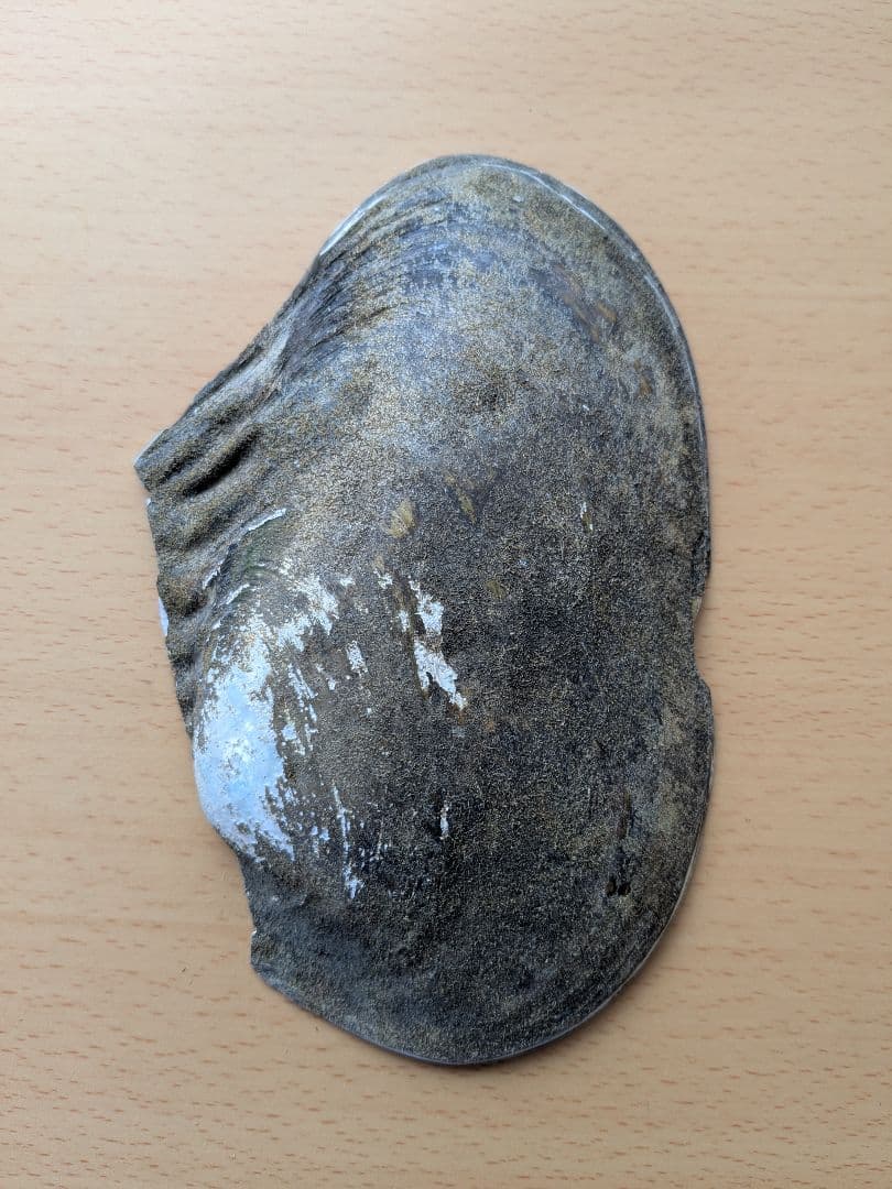 仏像真珠／淡水パール母貝 観音レリーフ no.102