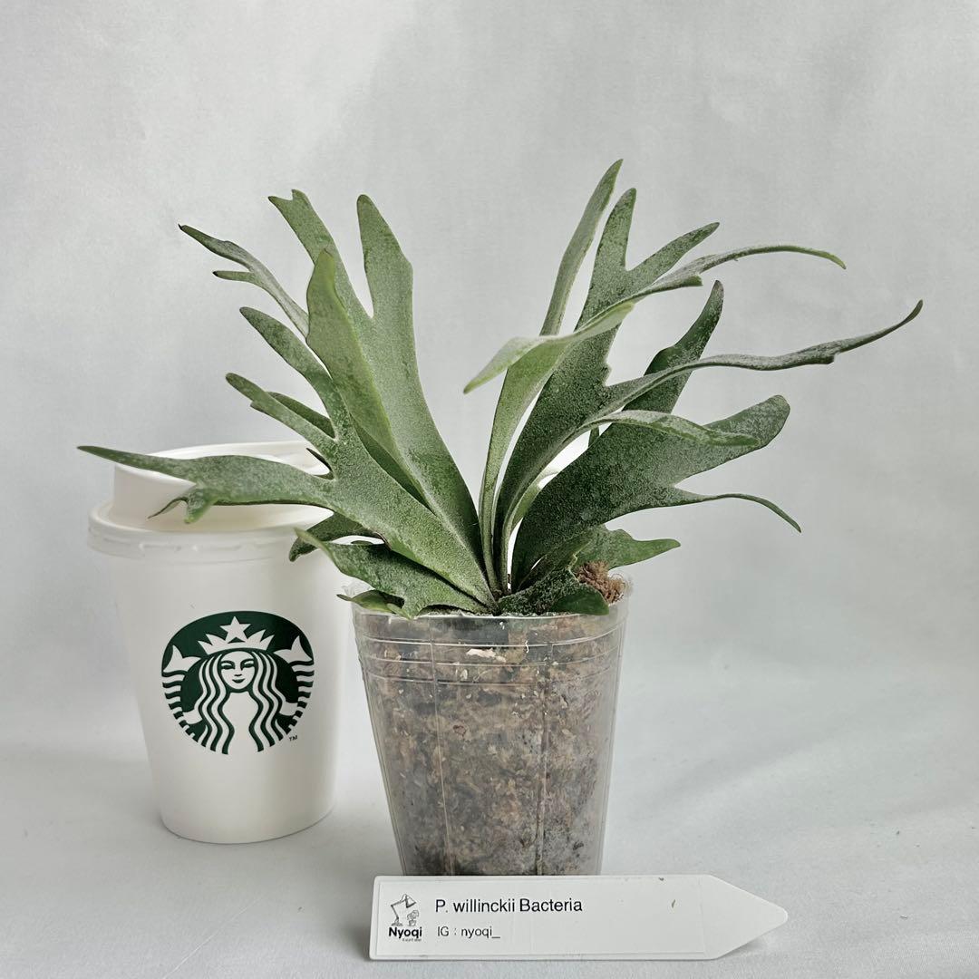 【第四種郵便】 P. Willinckii Bacteria (TC)【2】