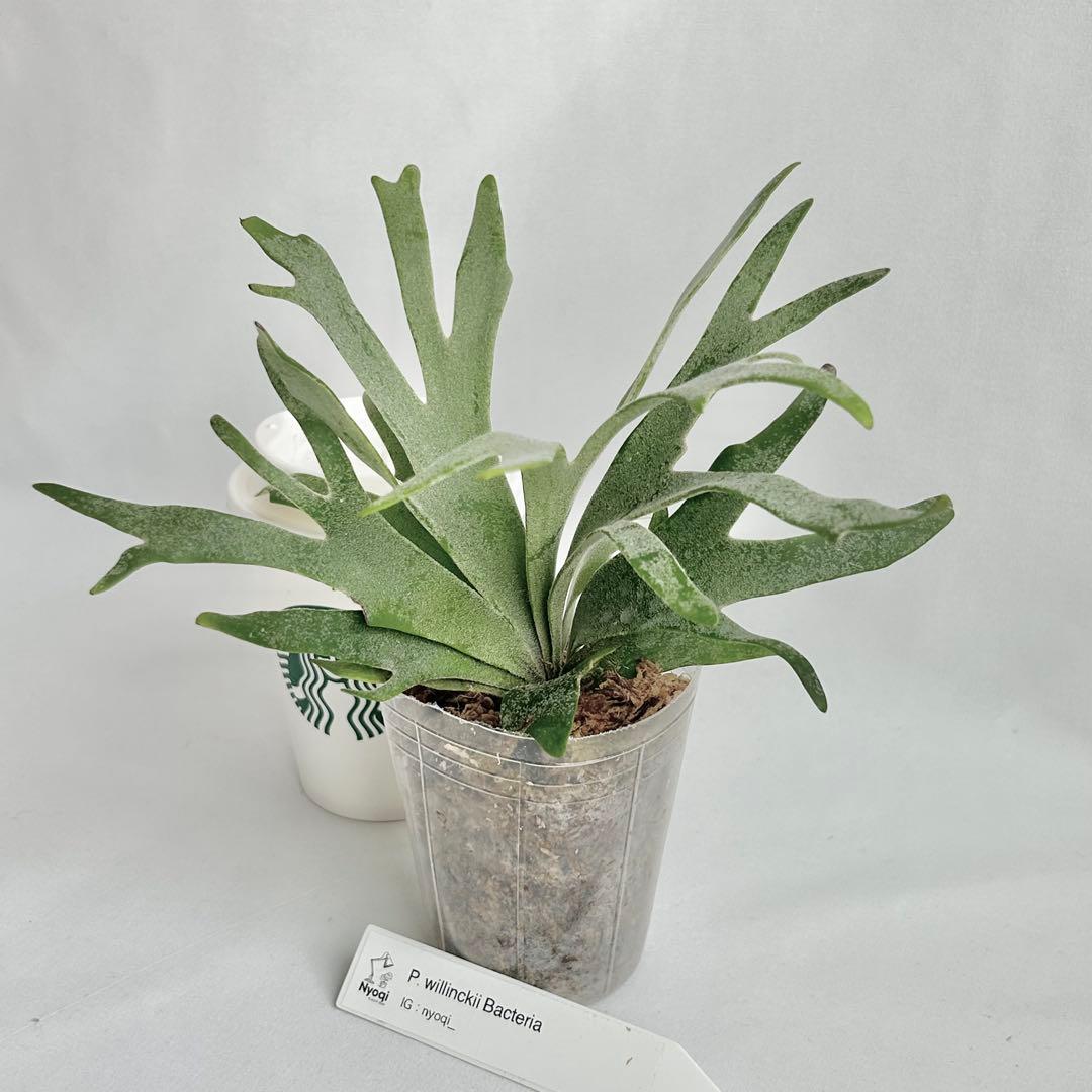 【第四種郵便】 P. Willinckii Bacteria (TC)【2】