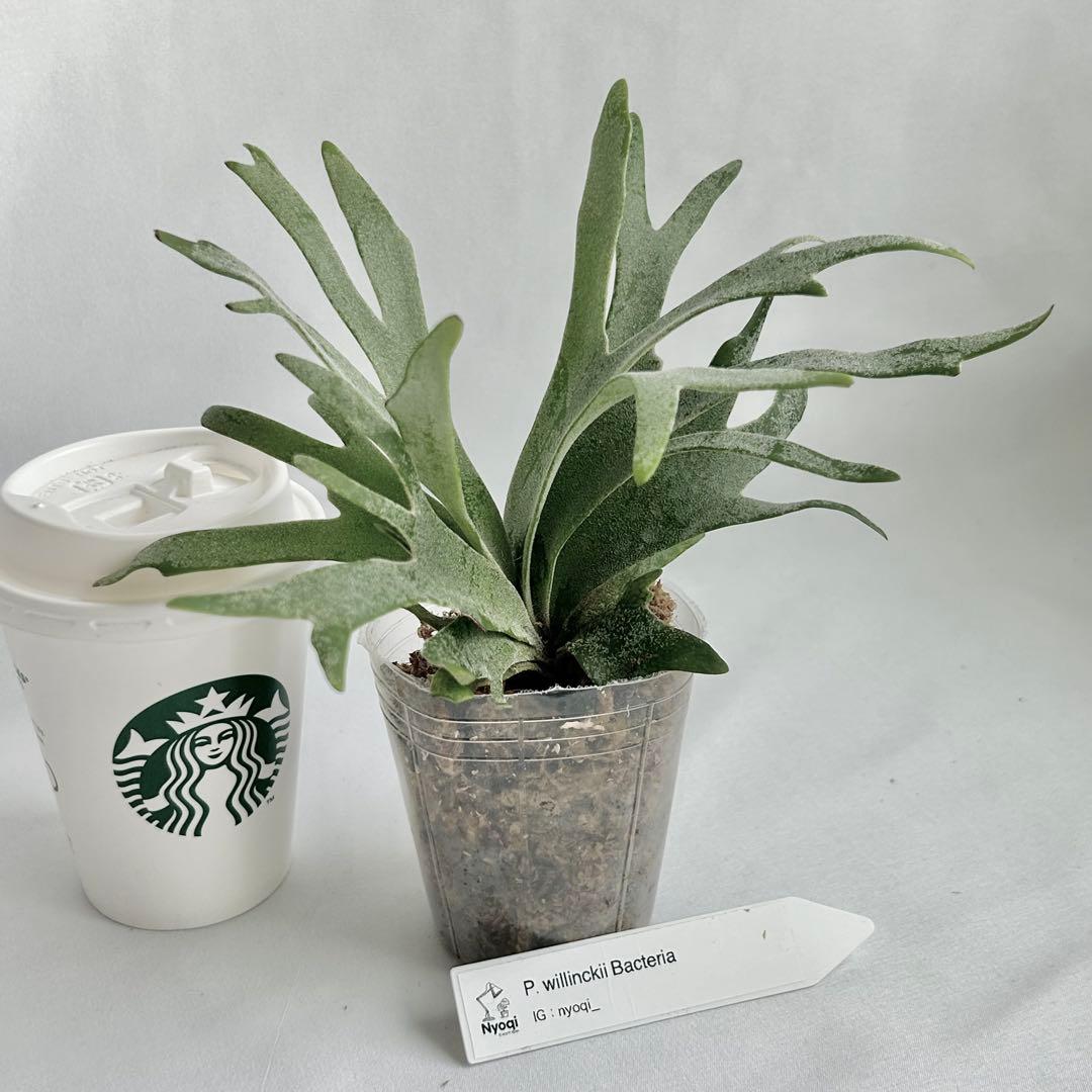 【第四種郵便】 P. Willinckii Bacteria (TC)【2】