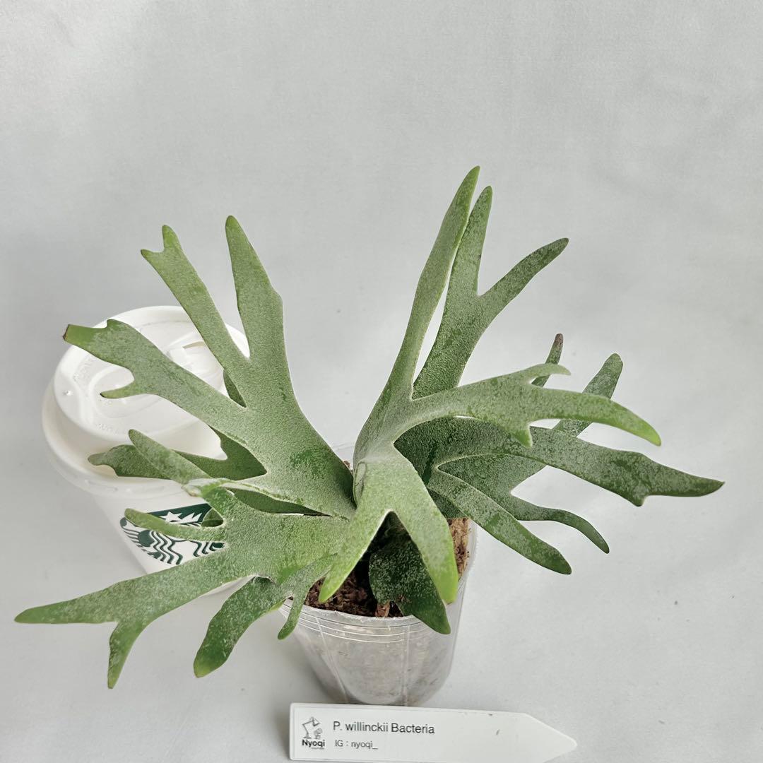 【第四種郵便】 P. Willinckii Bacteria (TC)【2】