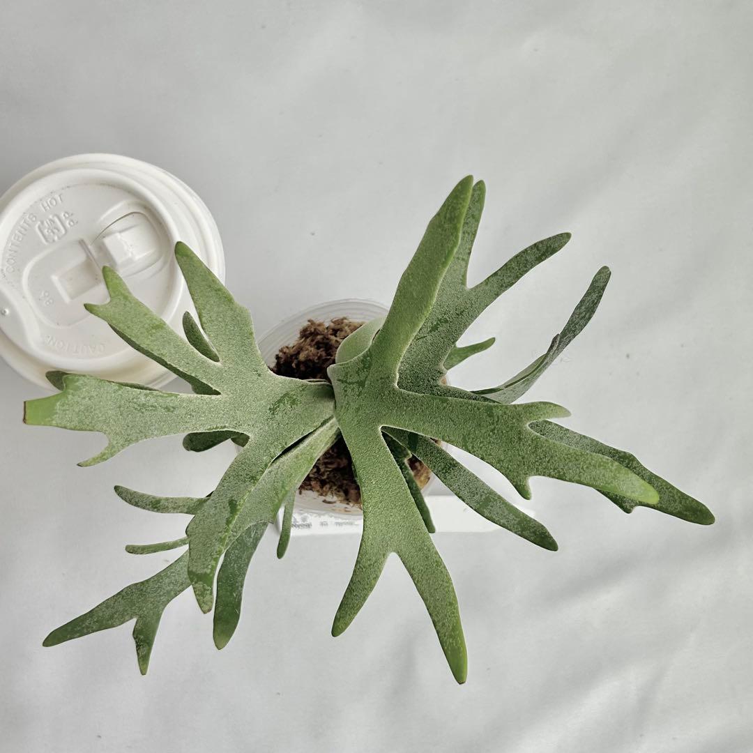 【第四種郵便】 P. Willinckii Bacteria (TC)【2】