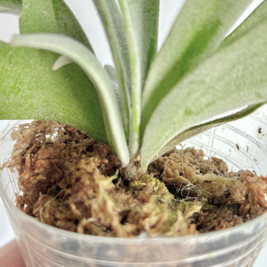 【第四種郵便】 P. Willinckii Bacteria (TC)【2】