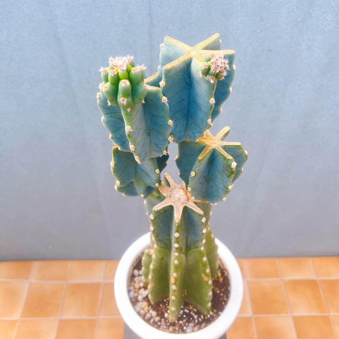 現品　サボテン　柱サボテン　ブランチ　柱サボテンブランチ　鬼面角　31番