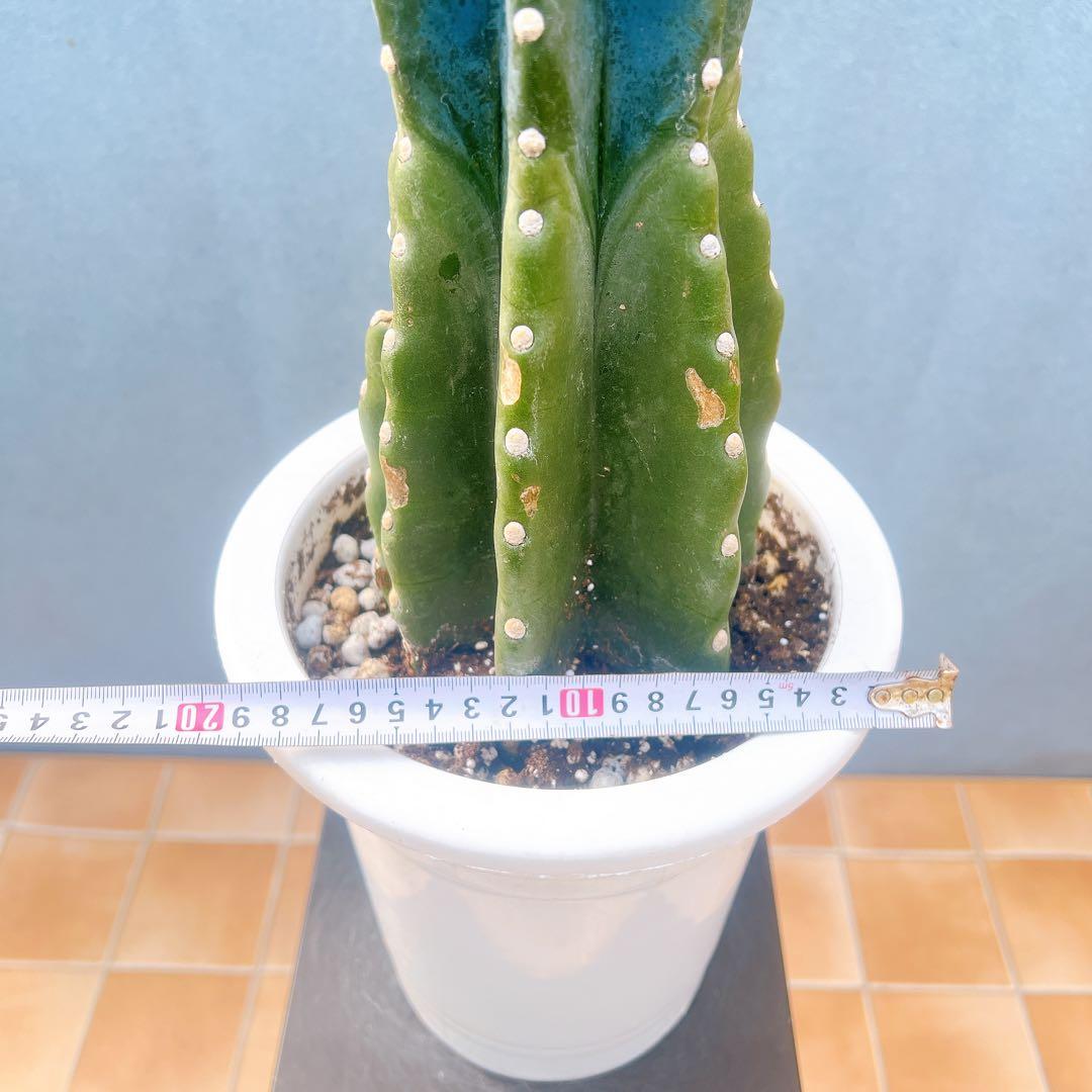 現品　サボテン　柱サボテン　ブランチ　柱サボテンブランチ　鬼面角　31番