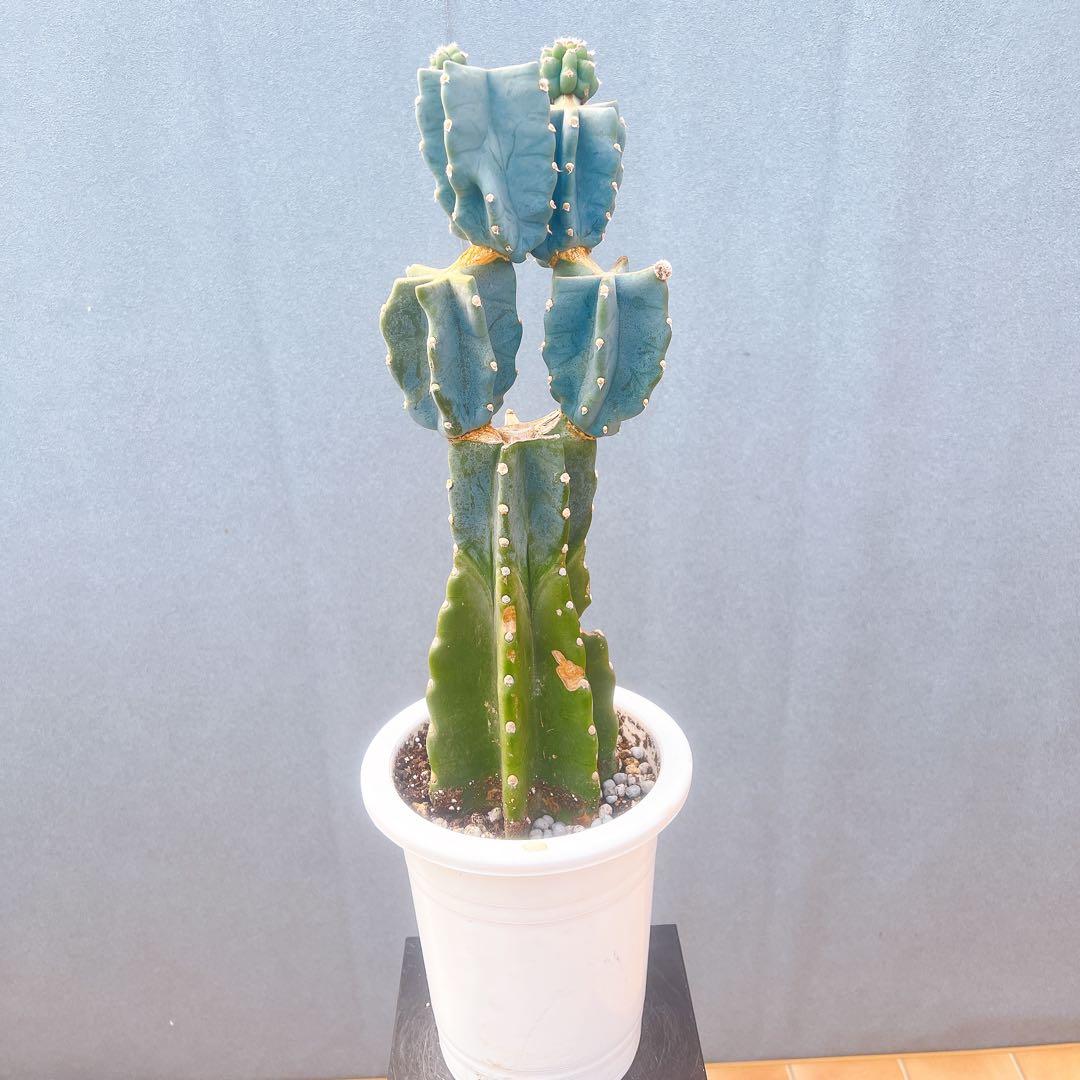 現品　サボテン　柱サボテン　ブランチ　柱サボテンブランチ　鬼面角　31番