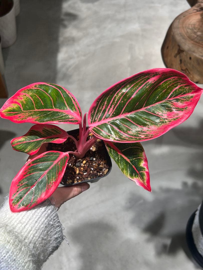 アグラオネマ　リップスティック　カンザ　A