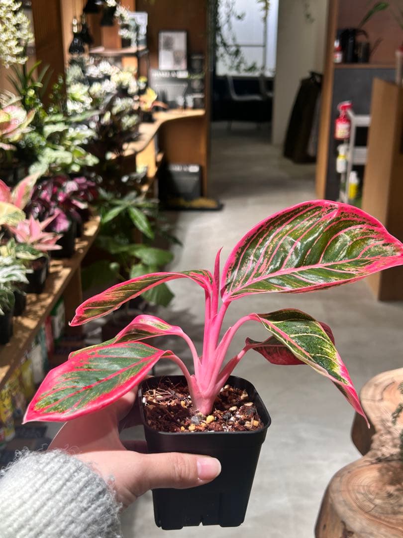 アグラオネマ　リップスティック　カンザ　A