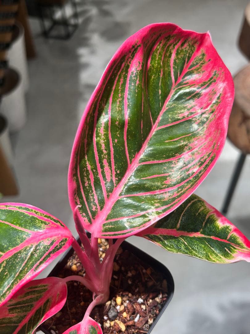 アグラオネマ　リップスティック　カンザ　A