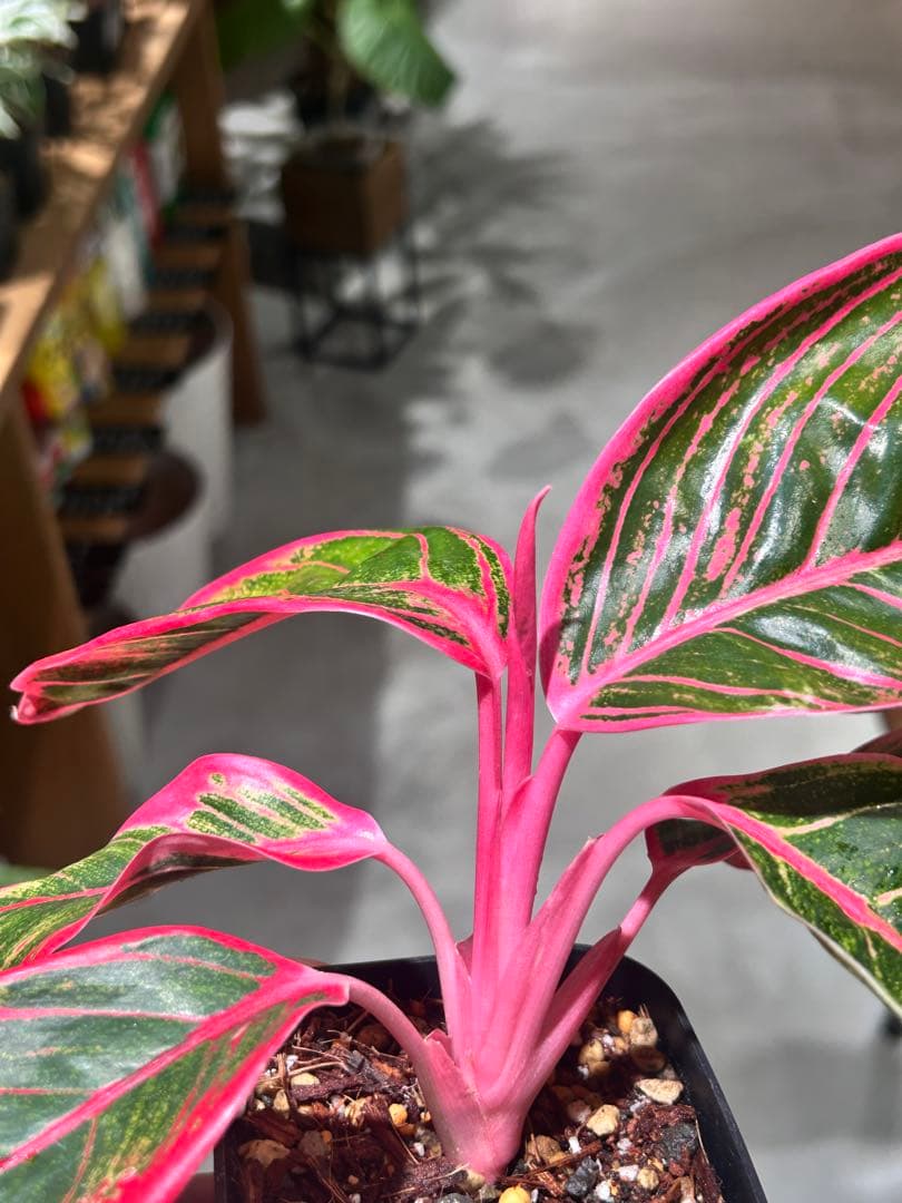 アグラオネマ　リップスティック　カンザ　A