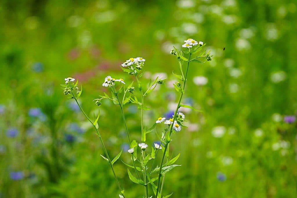 デジタルカメラ Nikon D7100 Ai AF-S Nikkor 300mm F4 D