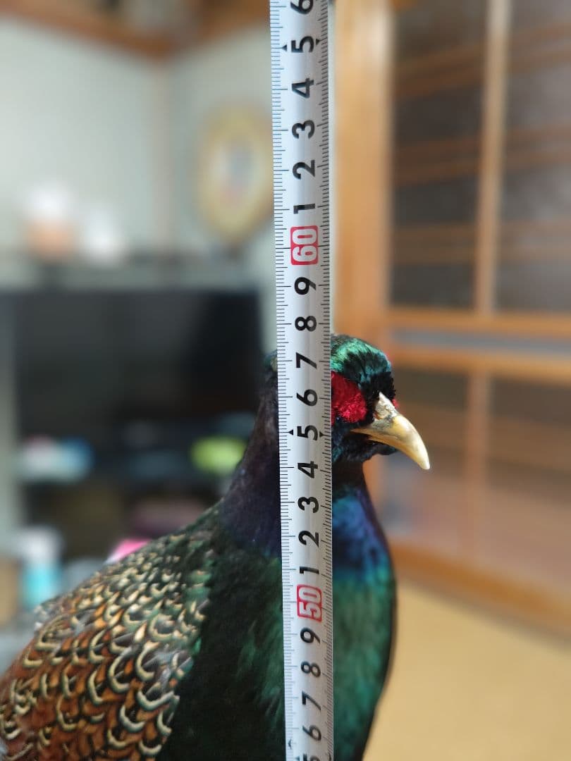 ‼️本物剥製‼️ 日本のキジ‼️プロが作成‼️オマケ付き(o^－^o)