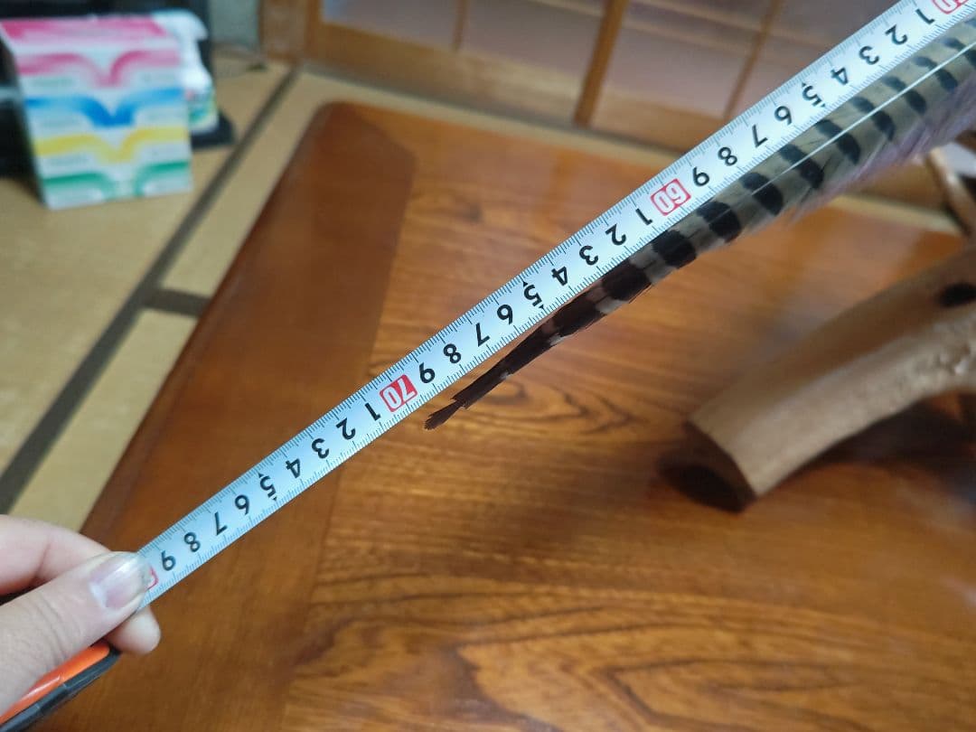 ‼️本物剥製‼️ 日本のキジ‼️プロが作成‼️オマケ付き(o^－^o)