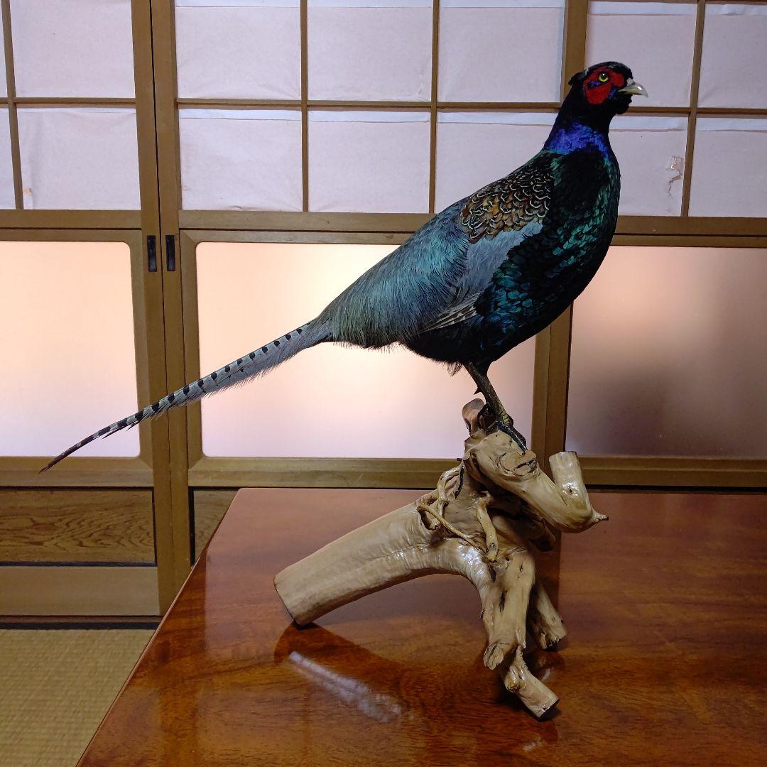 ‼️本物剥製‼️ 日本のキジ‼️プロが作成‼️オマケ付き(o^－^o)