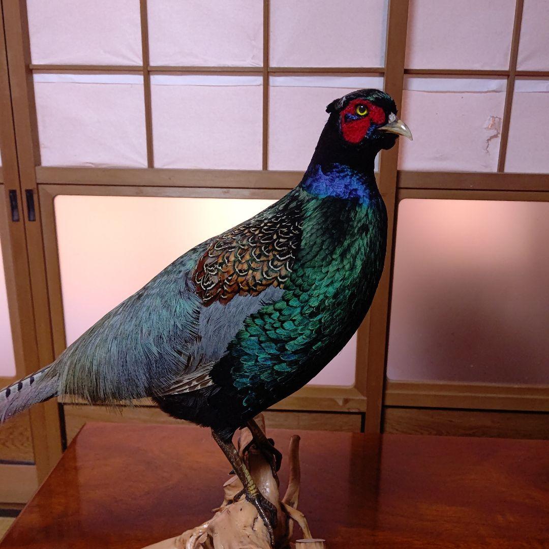 ‼️本物剥製‼️ 日本のキジ‼️プロが作成‼️オマケ付き(o^－^o)