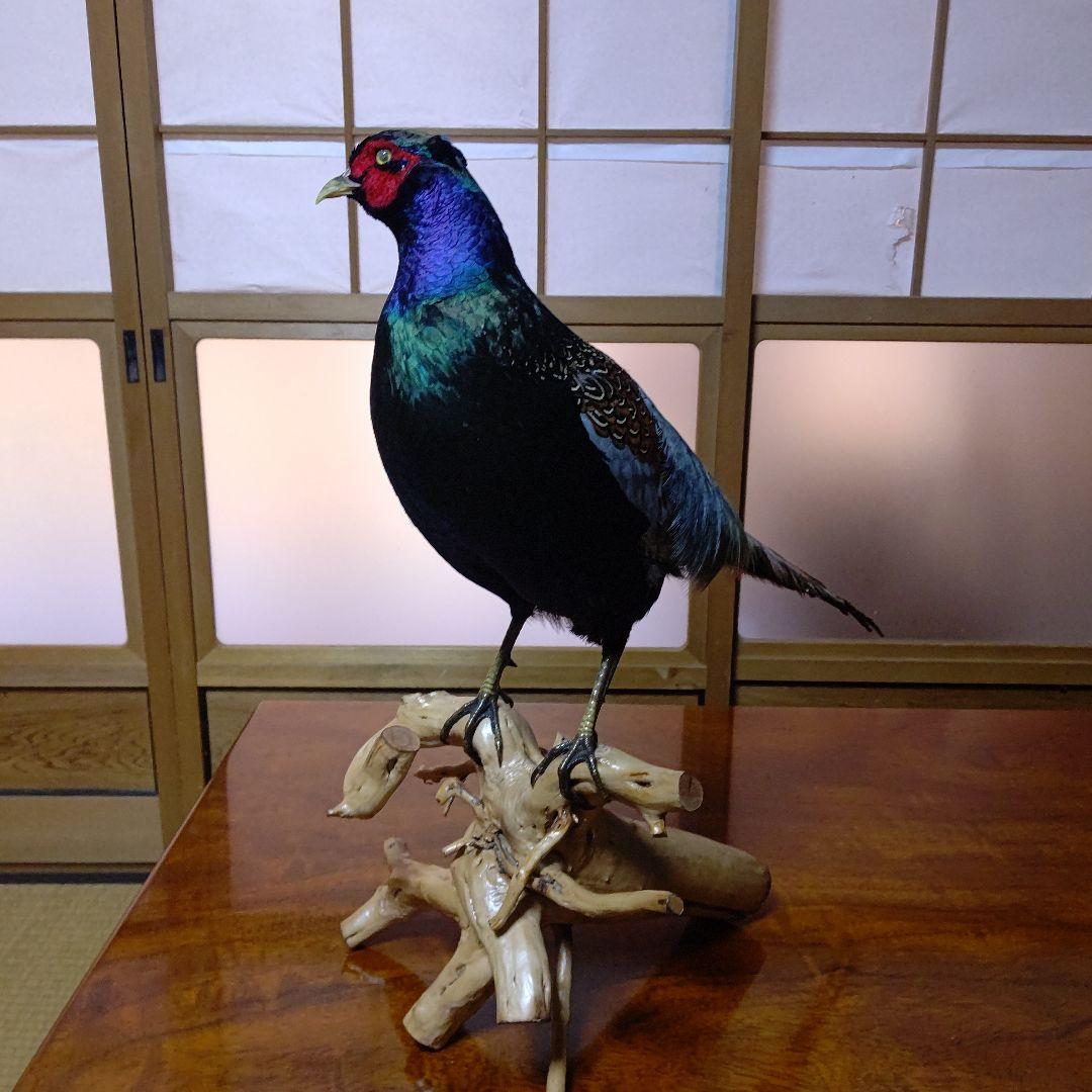 ‼️本物剥製‼️ 日本のキジ‼️プロが作成‼️オマケ付き(o^－^o)