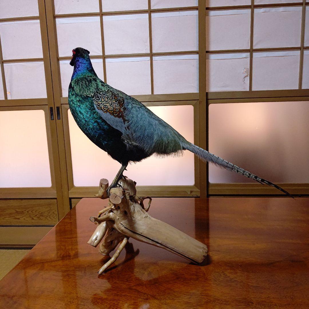 ‼️本物剥製‼️ 日本のキジ‼️プロが作成‼️オマケ付き(o^－^o)
