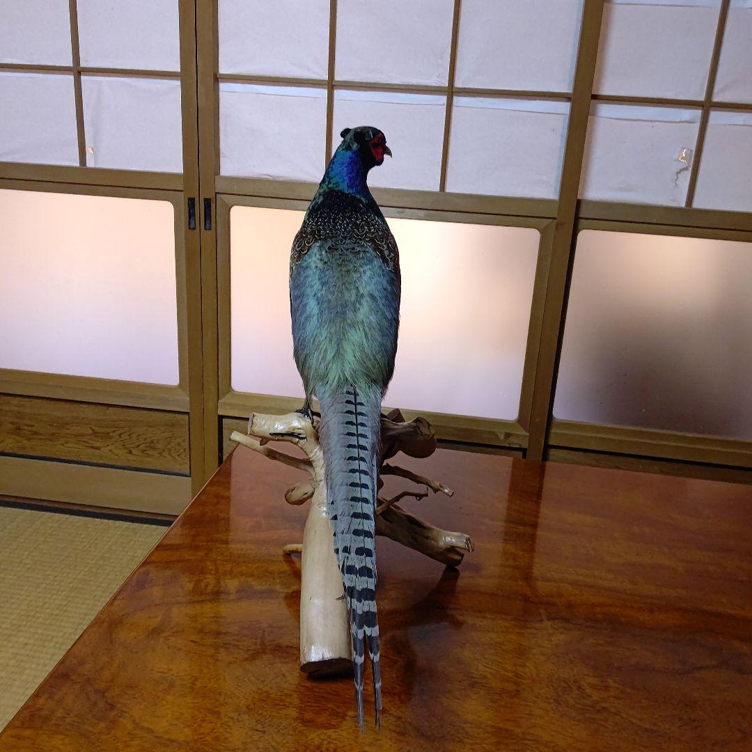 ‼️本物剥製‼️ 日本のキジ‼️プロが作成‼️オマケ付き(o^－^o)