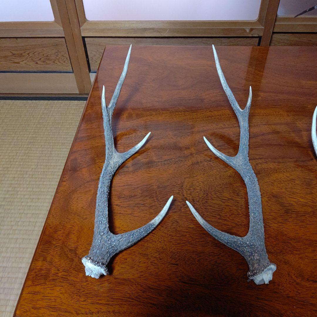 ‼️本物剥製‼️ 日本のキジ‼️プロが作成‼️オマケ付き(o^－^o)