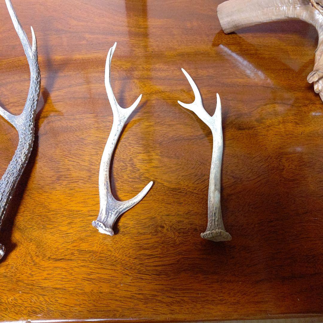 ‼️本物剥製‼️ 日本のキジ‼️プロが作成‼️オマケ付き(o^－^o)