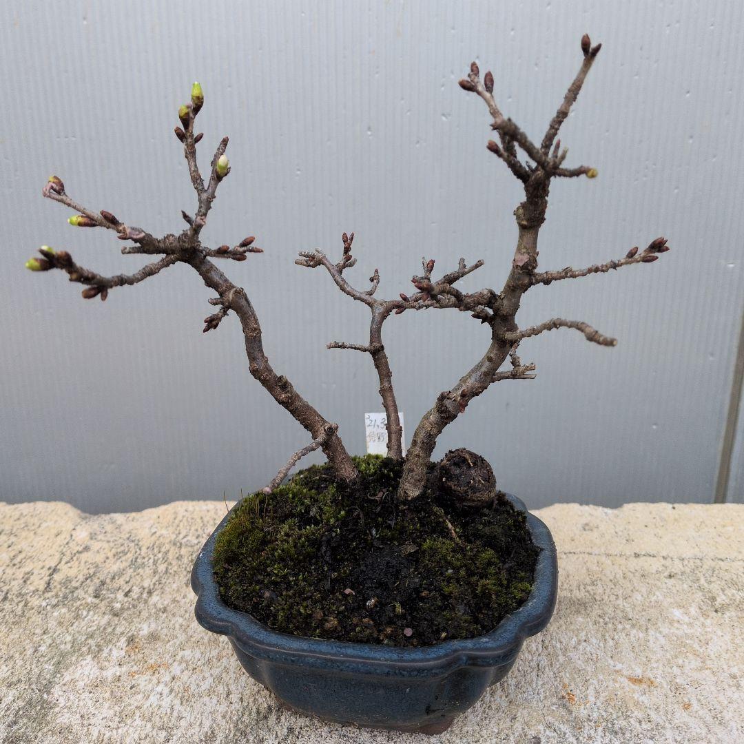 さくら株立ち、つぼみ付き