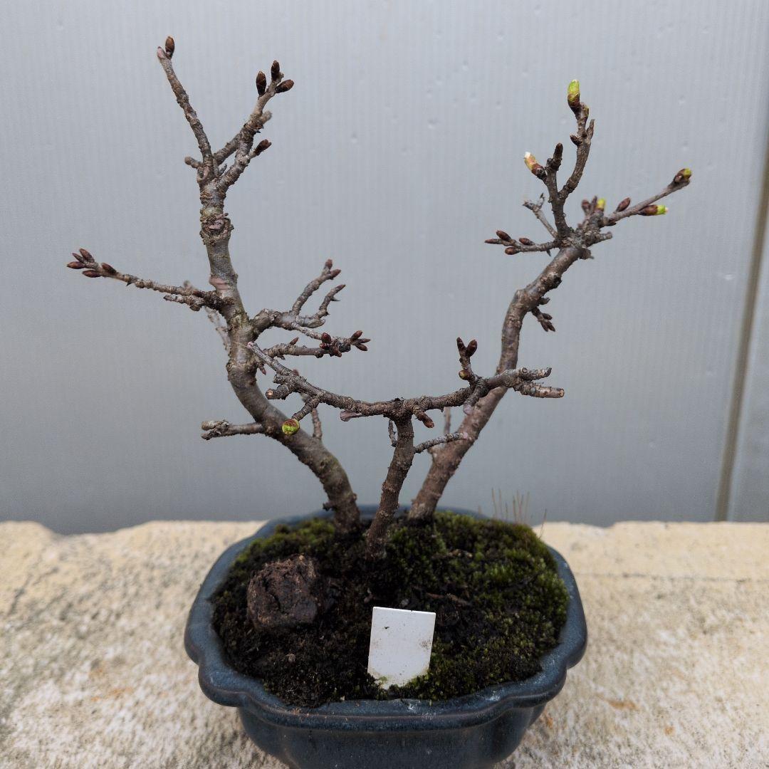 さくら株立ち、つぼみ付き