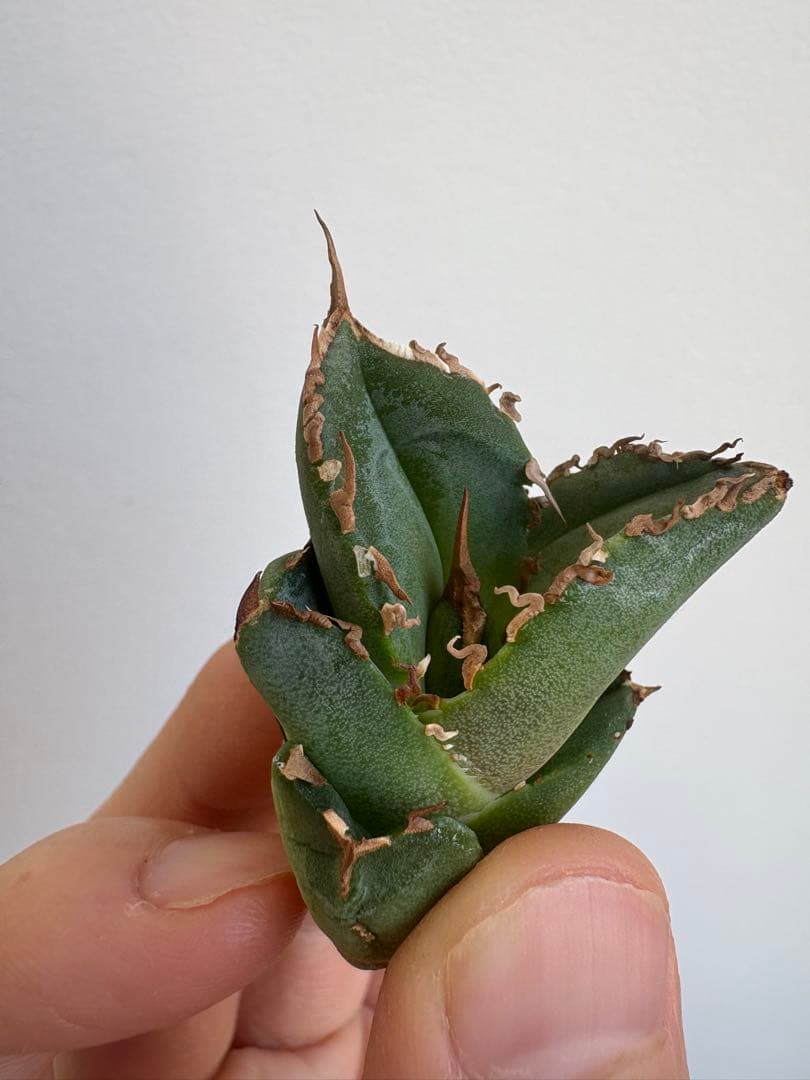 アガベ　チタノタ　清櫻①