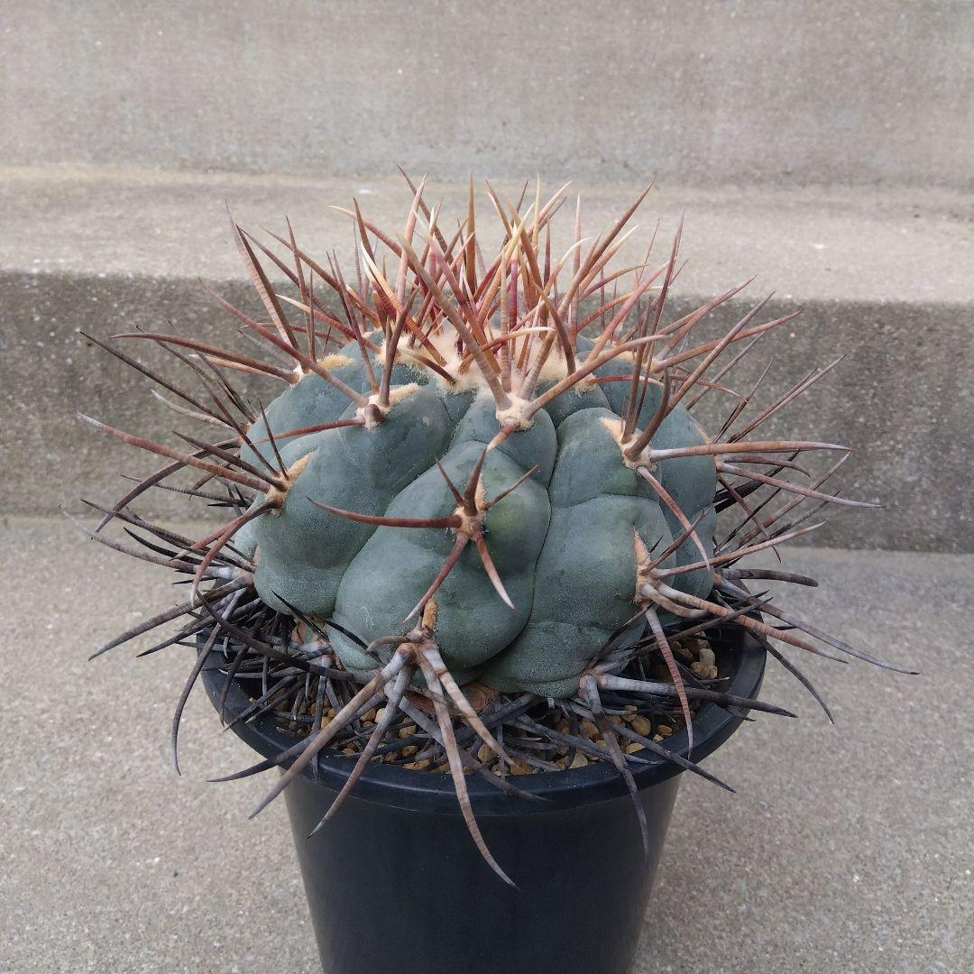 ☆サボテン　緋冠竜　テロカクタス　鉢付き配送