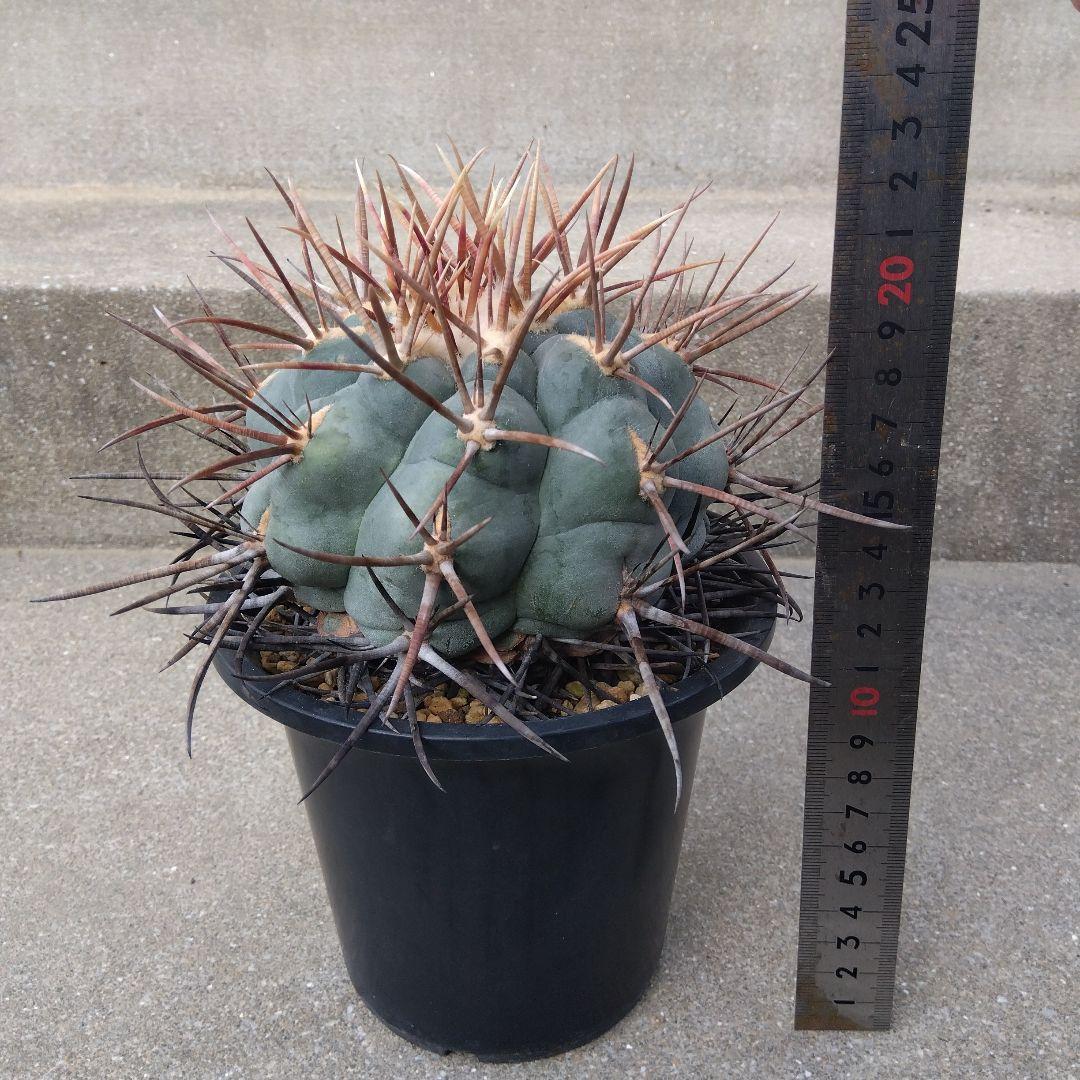 ☆サボテン　緋冠竜　テロカクタス　鉢付き配送