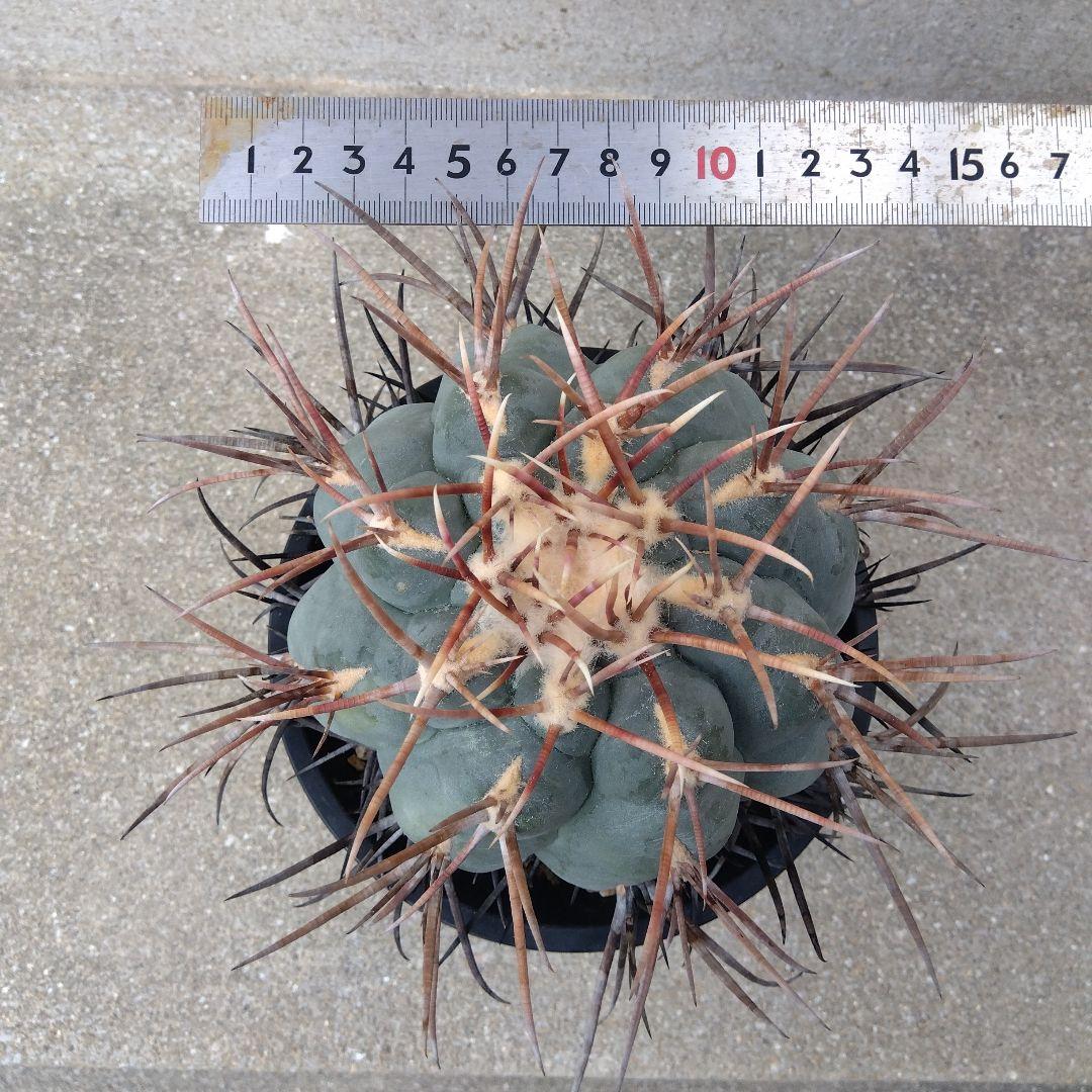 ☆サボテン　緋冠竜　テロカクタス　鉢付き配送