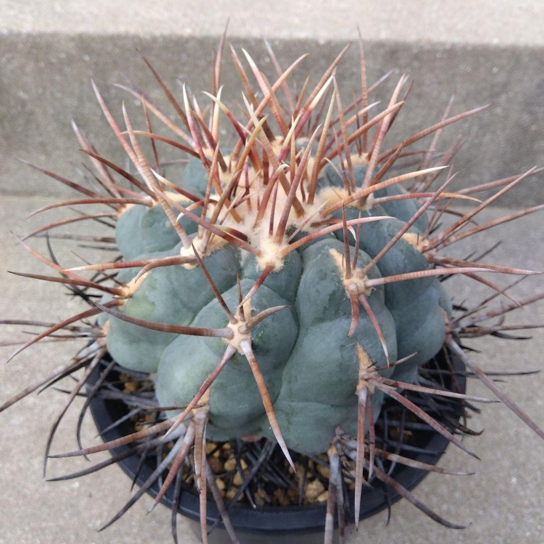 ☆サボテン　緋冠竜　テロカクタス　鉢付き配送