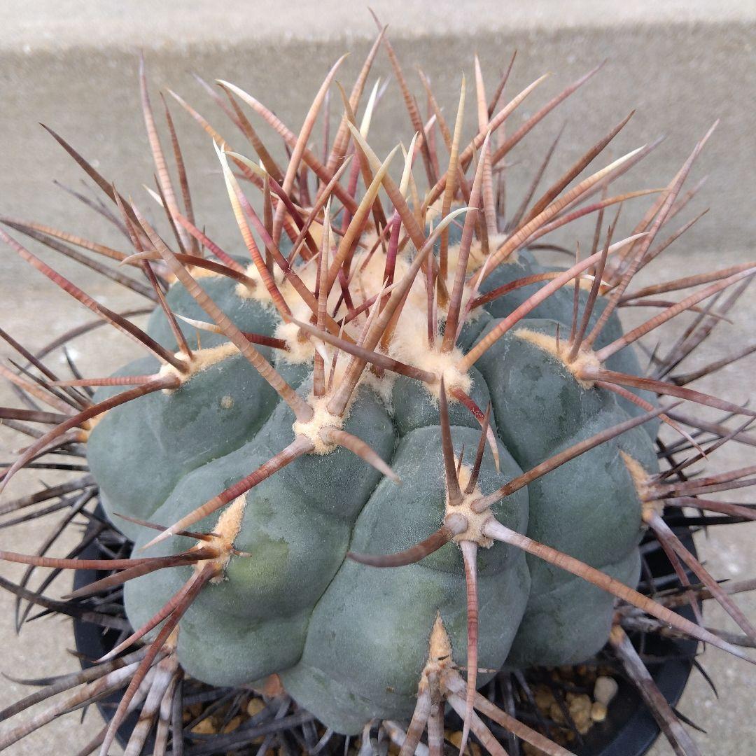 ☆サボテン　緋冠竜　テロカクタス　鉢付き配送